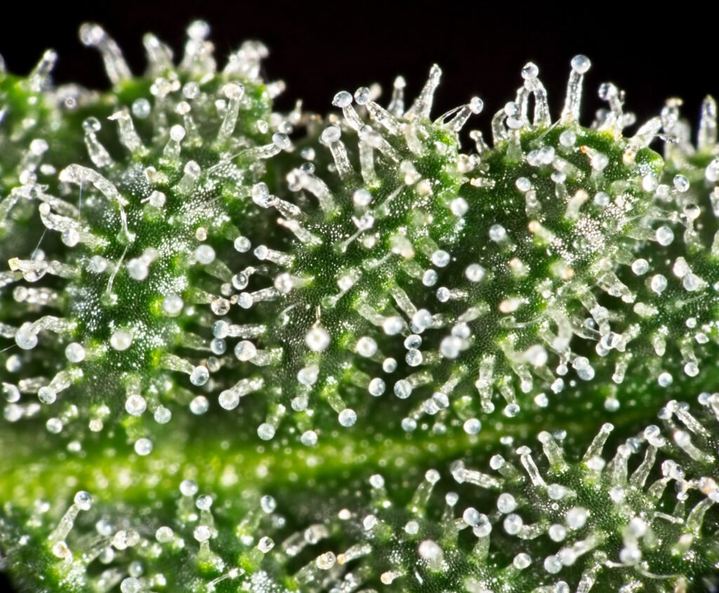 trichomes cbd