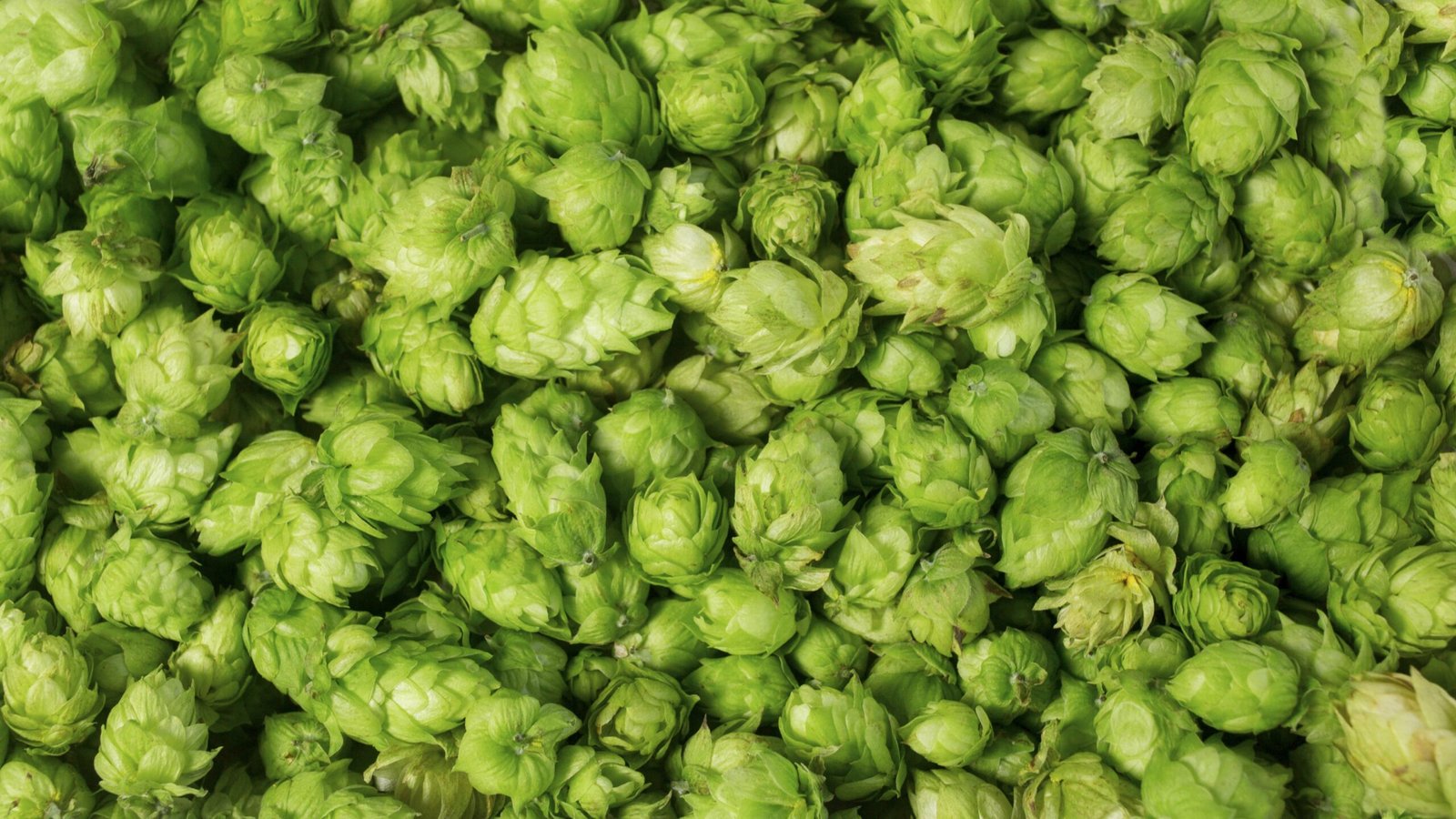 Cônes de houblon frais pour le brassage de la bière