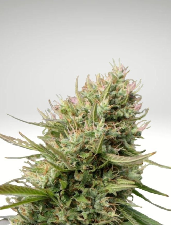 Fleurs de CBD Sativa L