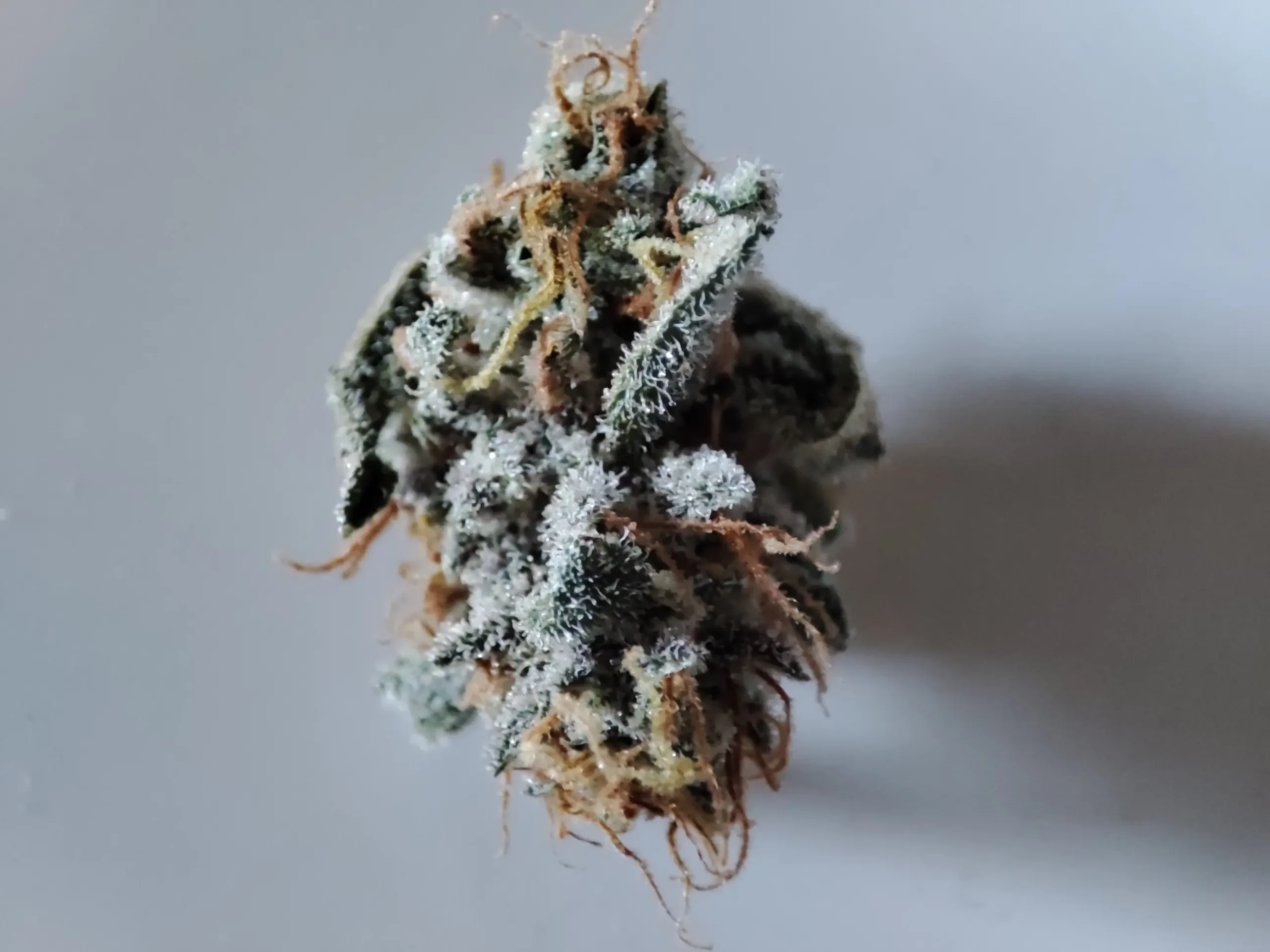 fleur cbd de qualité