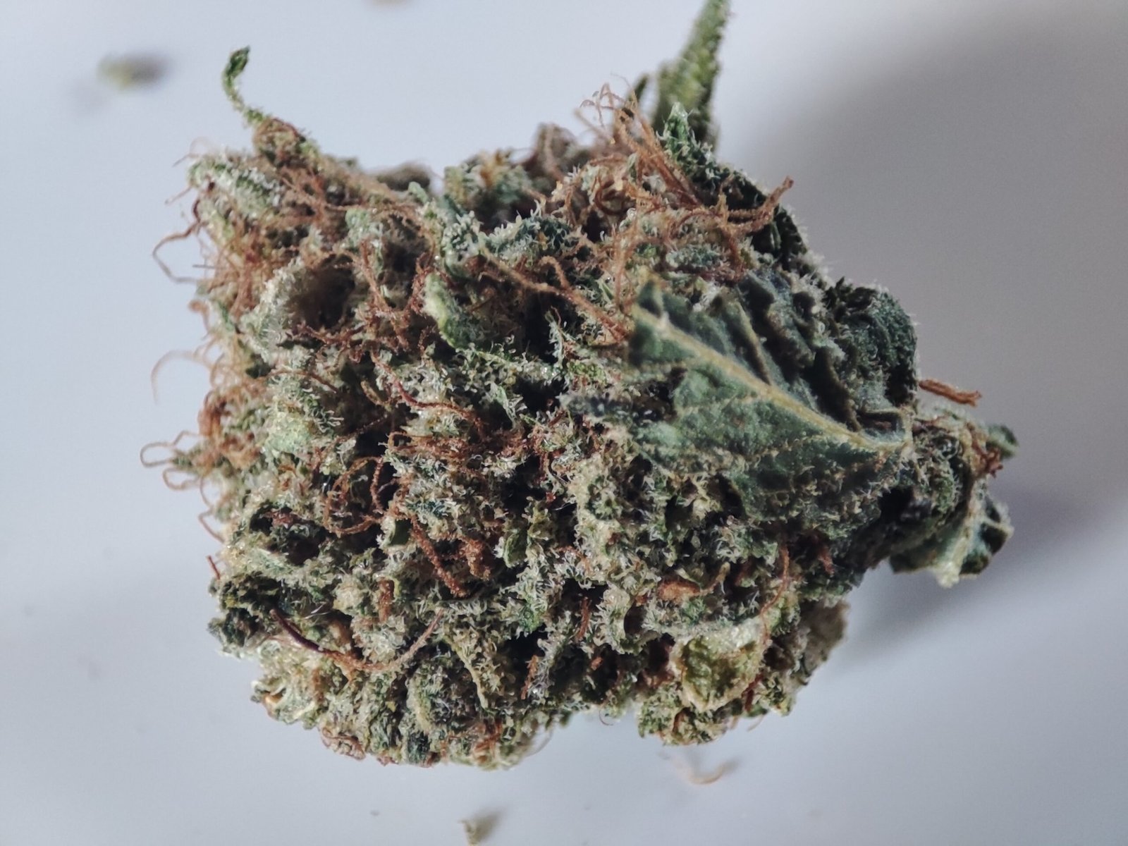 fleur cbd de qualité supérieure