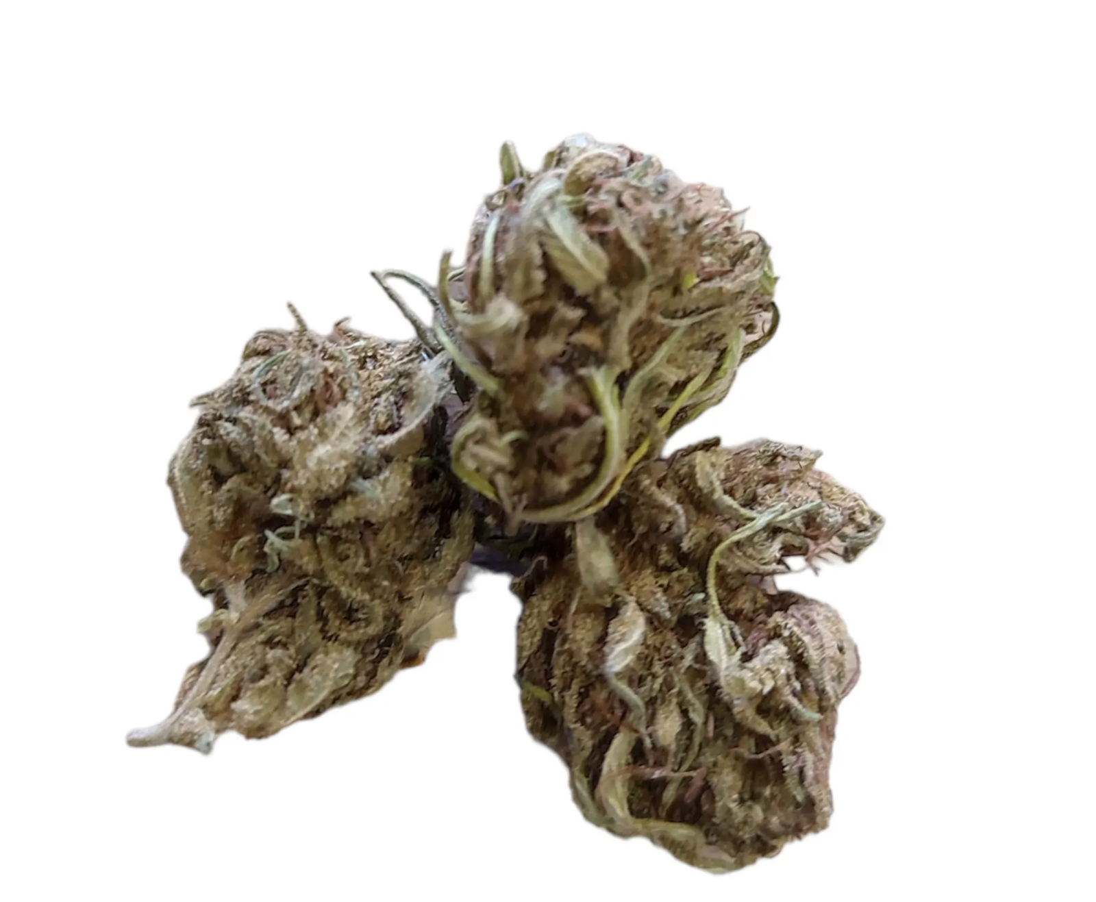 Kompolti cbd bio