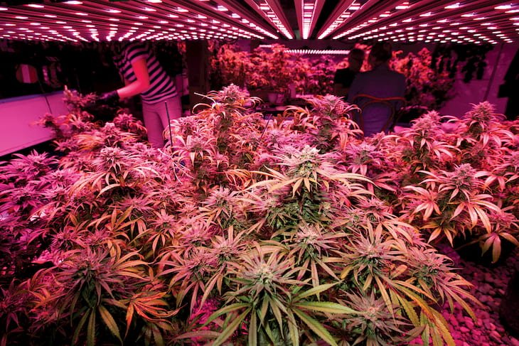 Cannabis cultivé sous LED