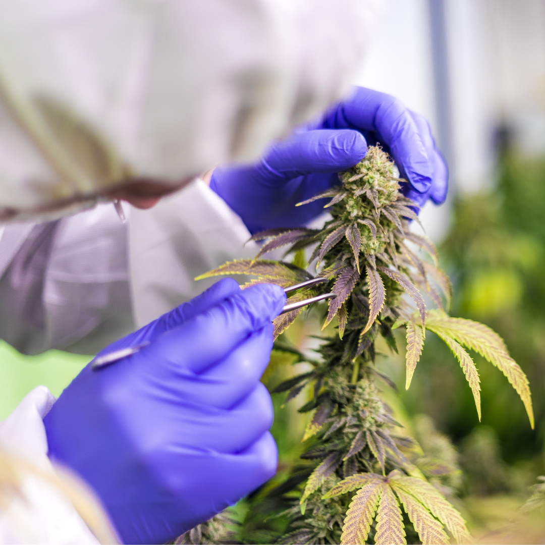 La récolte tardive du cannabis pour obtenir du CBN