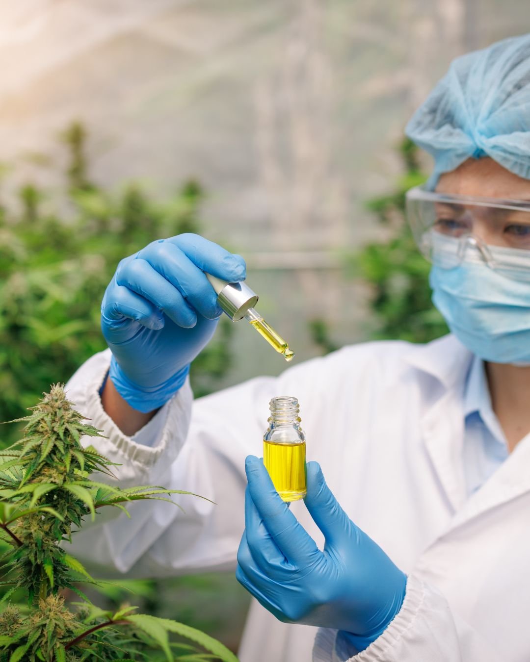 étude scientifique cannabis médical