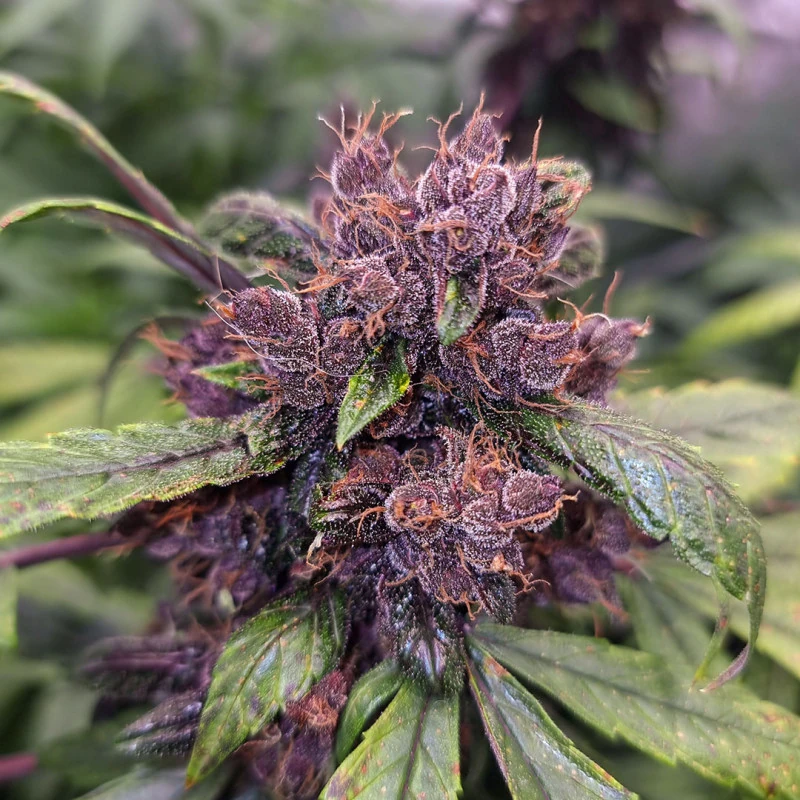fleur cbd cherry bzh 