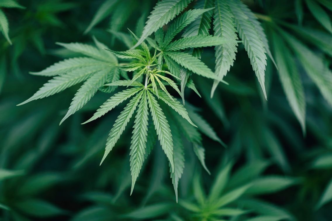 PIED DE CANNABIS