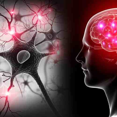 synapses récepteurs cannabinoïdes
