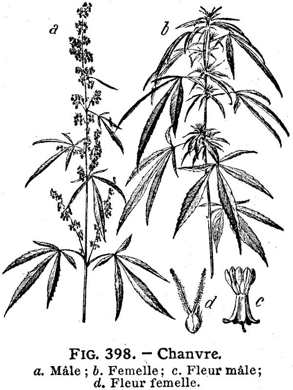 plante sativa