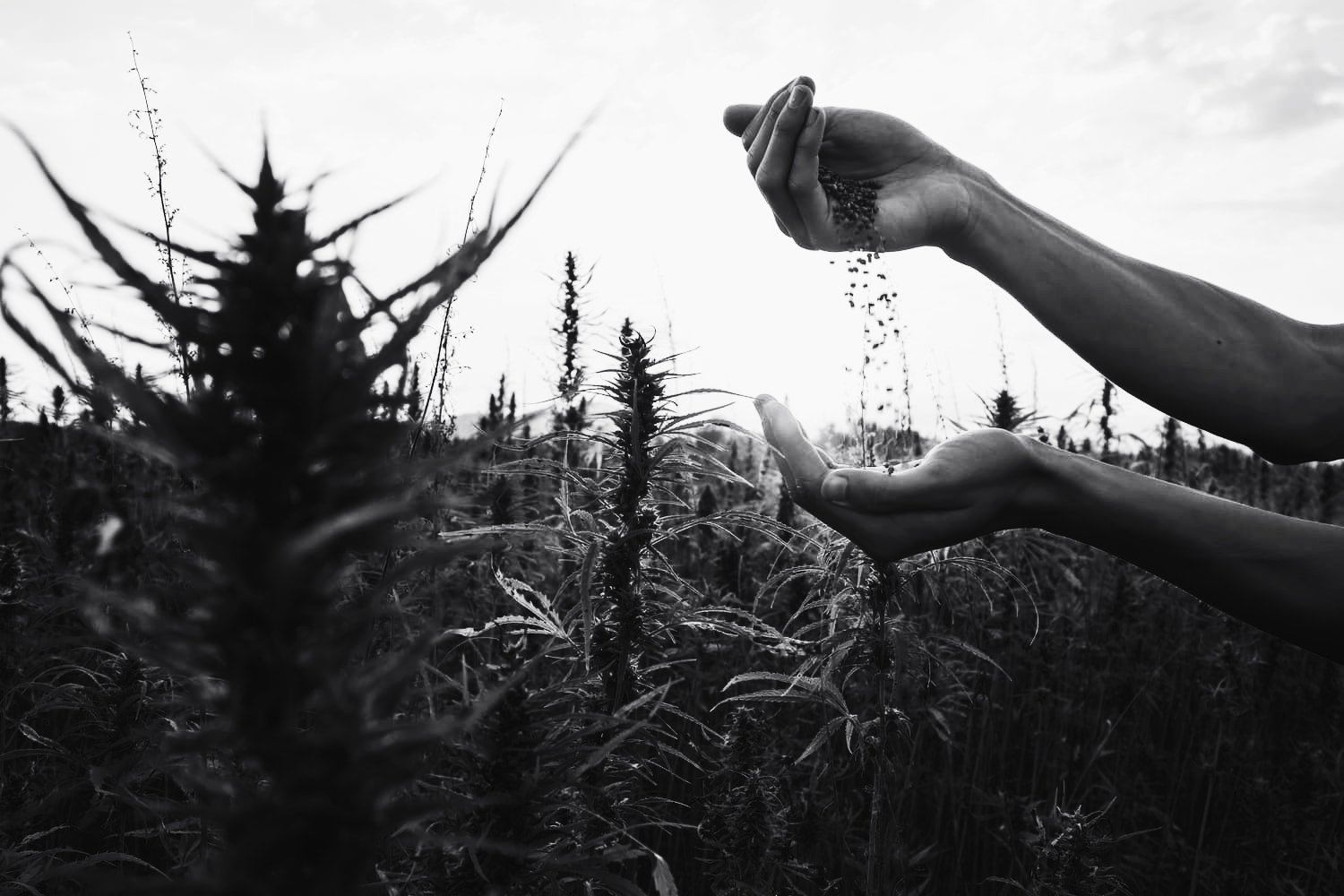champ de cannabis
