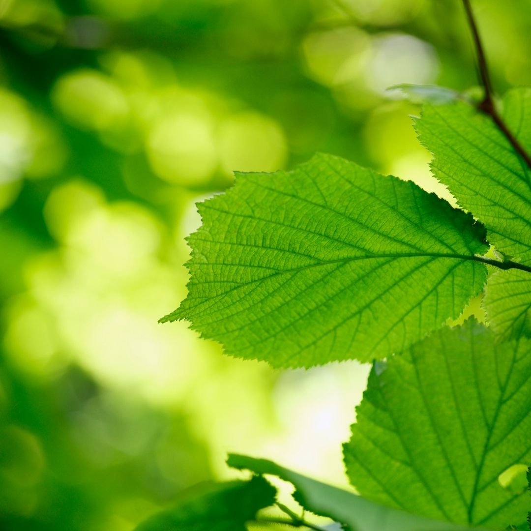 feuilles de noisetier