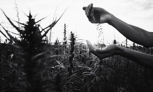 974ae5_5b25d4d28ada4a14ae74425dc2d1732f~mv2